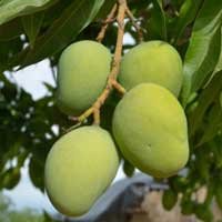 ingredients-sugardefender-africanmango