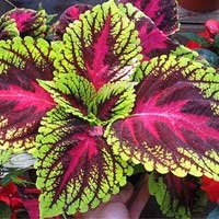 ingredients-sugardefender-coleusforskohlii