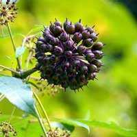 ingredients-sugardefender-eleuthero