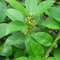 ingredients-sugardefender-gymnemasylvestre