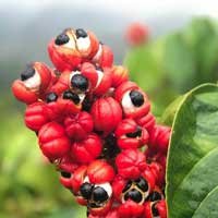 ingredients-sugardefender-guarana